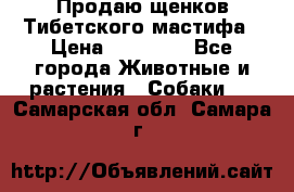 Продаю щенков Тибетского мастифа › Цена ­ 45 000 - Все города Животные и растения » Собаки   . Самарская обл.,Самара г.